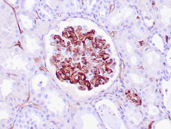 C4d Antibody in Immunohistochemistry (Paraffin) (IHC (P))