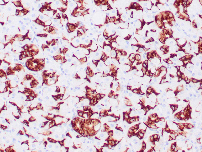 MUC-6 Antibody in Immunohistochemistry (Paraffin) (IHC (P))