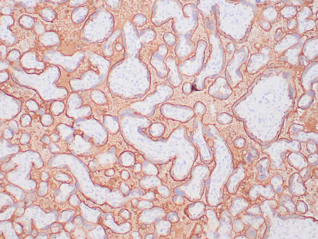 PLAP Antibody in Immunohistochemistry (Paraffin) (IHC (P))