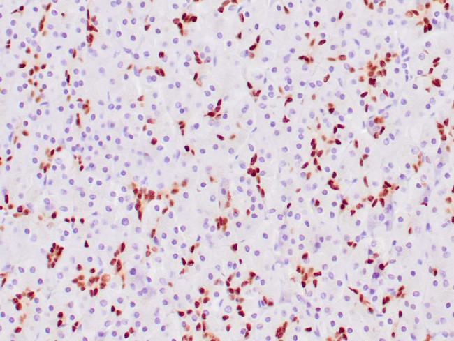SOX-9 Antibody in Immunohistochemistry (Paraffin) (IHC (P))