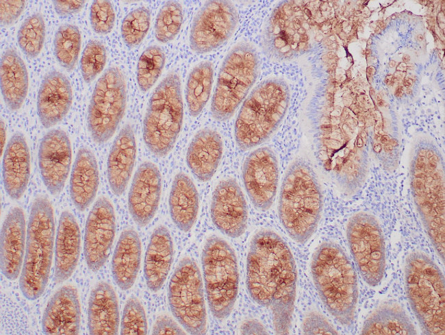 MUC-4 Antibody in Immunohistochemistry (Paraffin) (IHC (P))