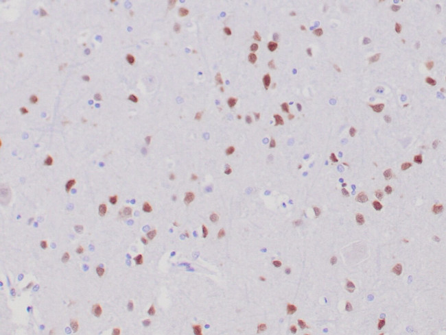 NeuN Antibody in Immunohistochemistry (Paraffin) (IHC (P))