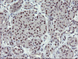 ZBED1 Antibody in Immunohistochemistry (Paraffin) (IHC (P))