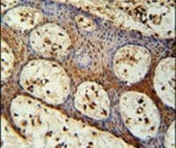 ZC3H3 Antibody in Immunohistochemistry (IHC)