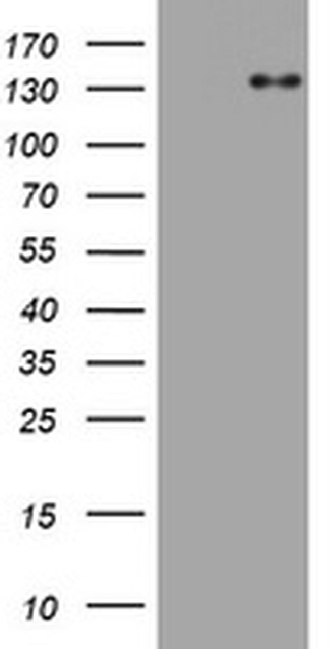 ZEB2 Antibody in Western Blot (WB)