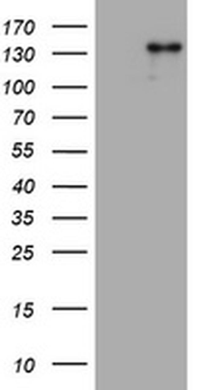 ZEB2 Antibody in Western Blot (WB)