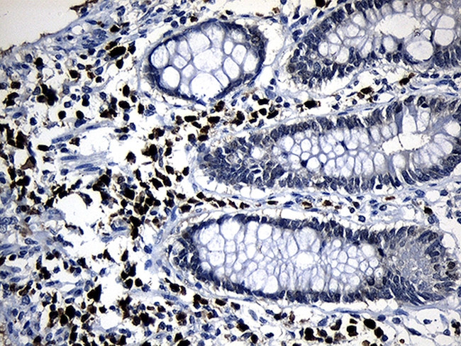 ZFP37 Antibody in Immunohistochemistry (Paraffin) (IHC (P))