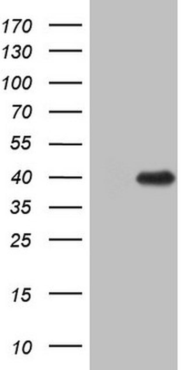ZFP42 Antibody in Western Blot (WB)
