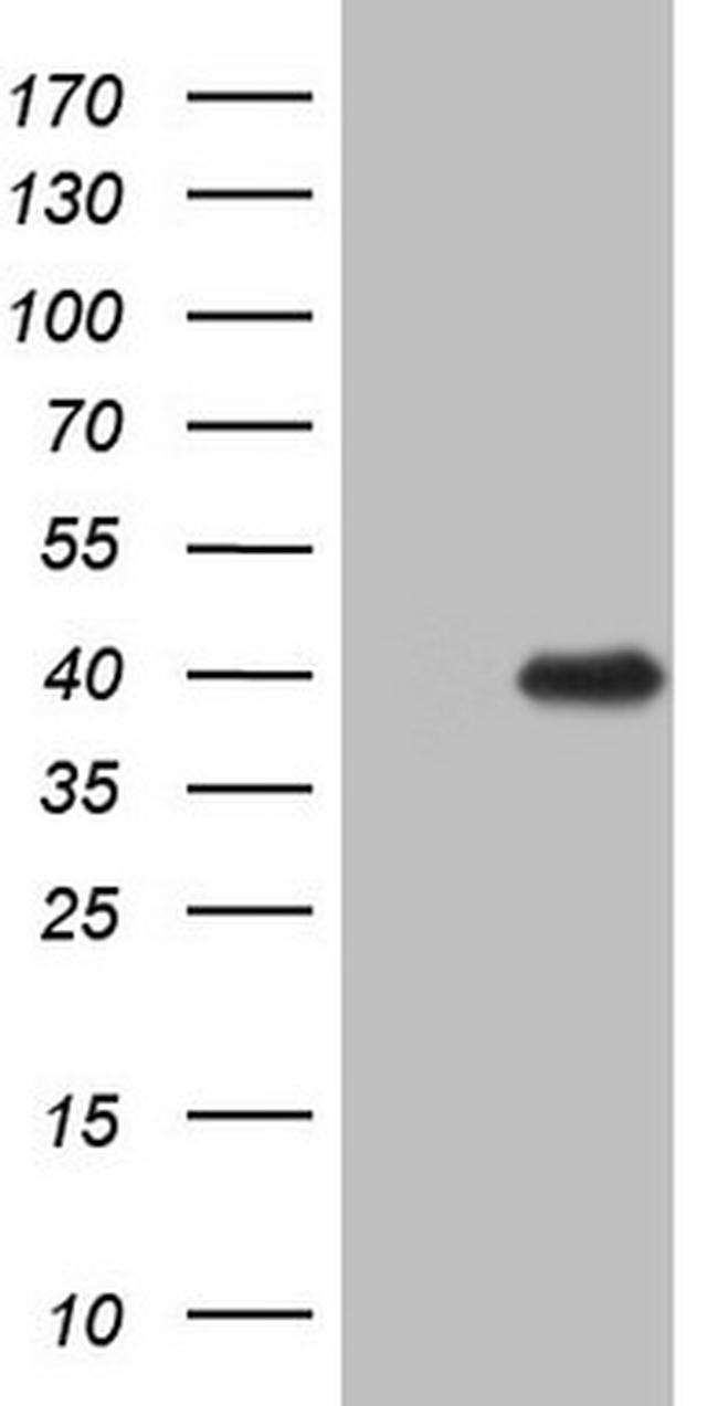 ZFP42 Antibody in Western Blot (WB)