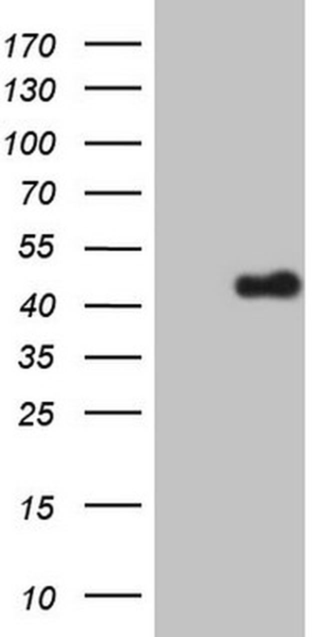 ZFP42 Antibody in Western Blot (WB)