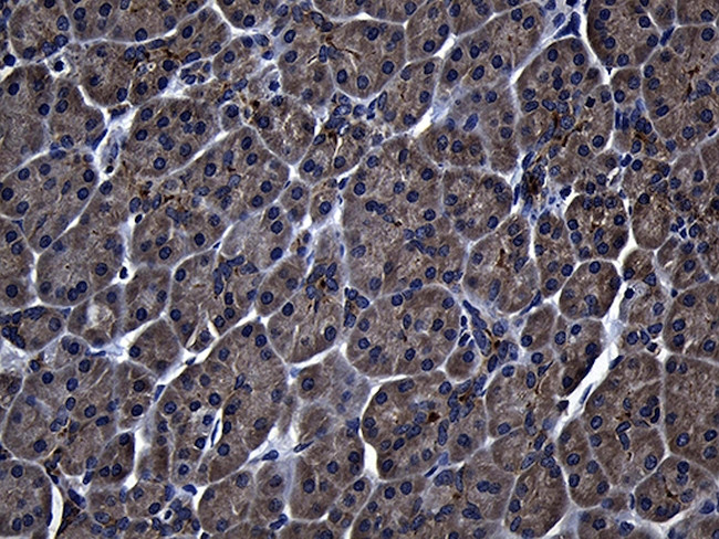 ZFYVE1 Antibody in Immunohistochemistry (Paraffin) (IHC (P))