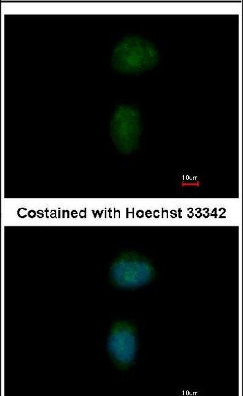 ZNF131 Antibody in Immunocytochemistry (ICC/IF)