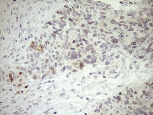 ZNF230 Antibody in Immunohistochemistry (Paraffin) (IHC (P))