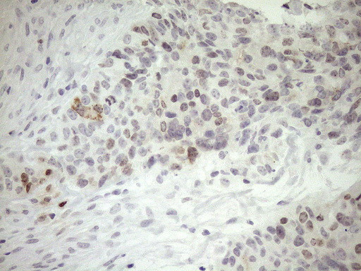 ZNF230 Antibody in Immunohistochemistry (Paraffin) (IHC (P))