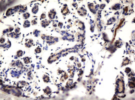 ZNF280A Antibody in Immunohistochemistry (Paraffin) (IHC (P))