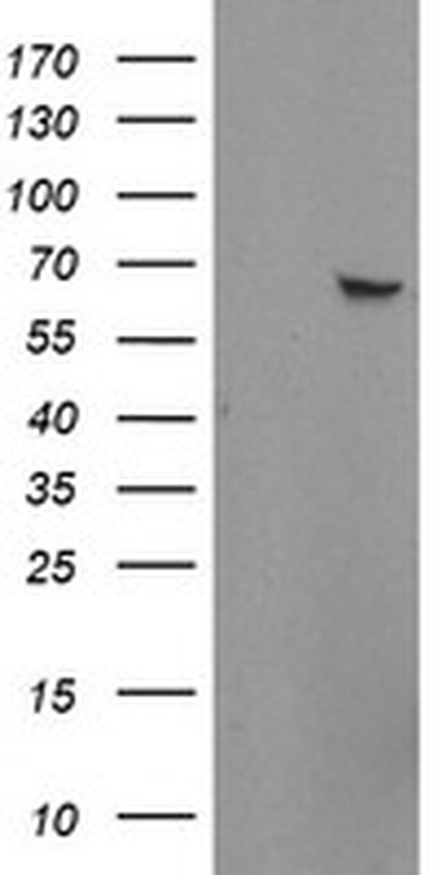ZNF280A Antibody in Western Blot (WB)