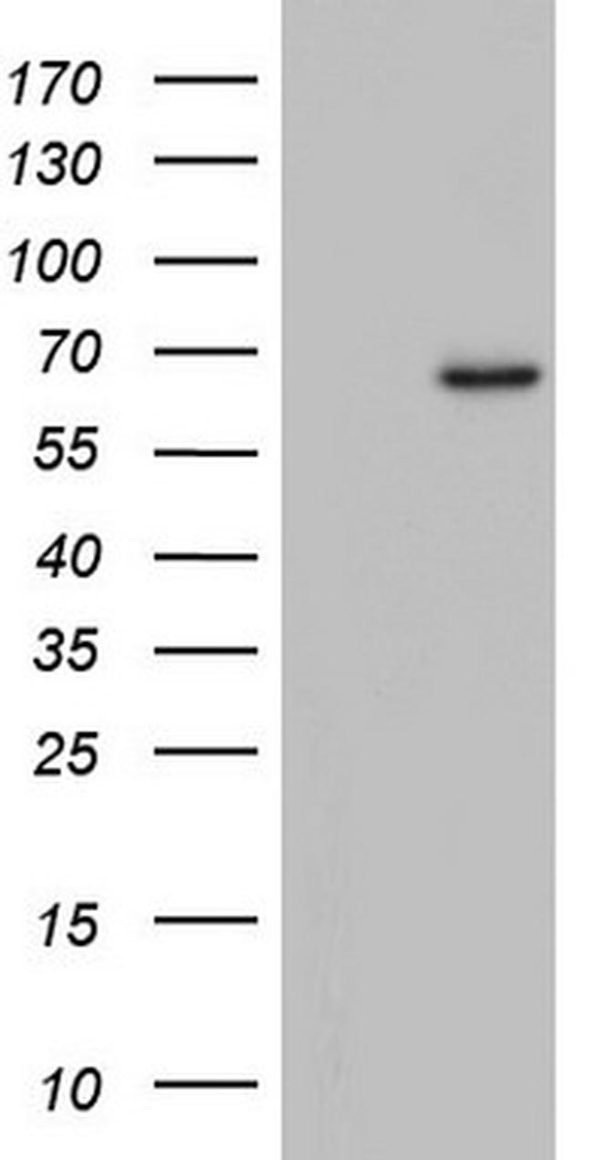 ZNF286A Antibody in Western Blot (WB)
