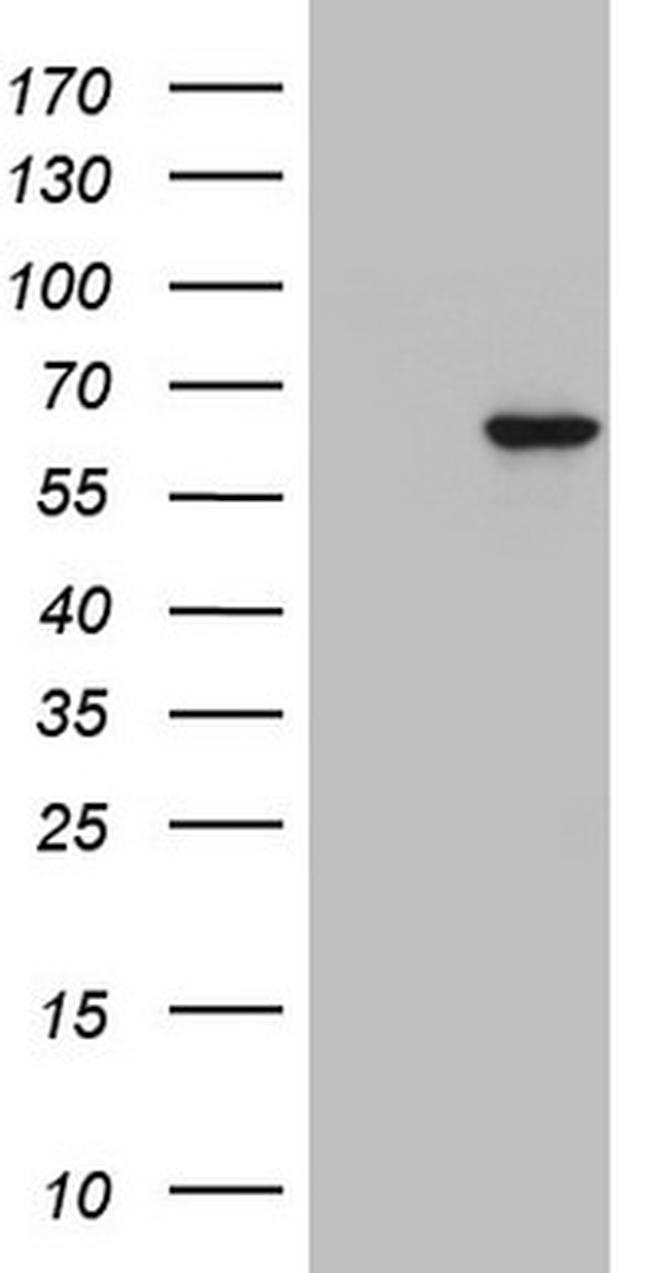 ZNF286A Antibody in Western Blot (WB)