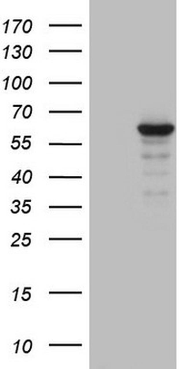 ZNF286A Antibody in Western Blot (WB)