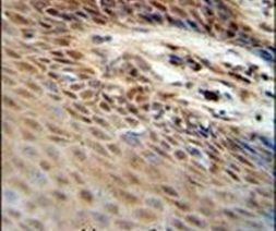 ZNF324B Antibody in Immunohistochemistry (IHC)