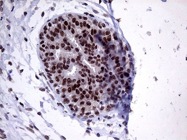 ZNF329 Antibody in Immunohistochemistry (Paraffin) (IHC (P))