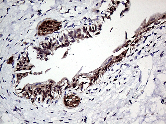 ZNF329 Antibody in Immunohistochemistry (Paraffin) (IHC (P))
