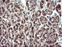 ZNF365 Antibody in Immunohistochemistry (Paraffin) (IHC (P))