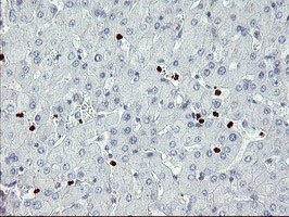 ZNF365 Antibody in Immunohistochemistry (Paraffin) (IHC (P))