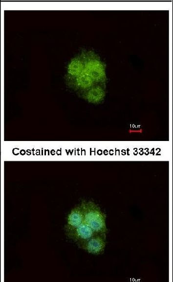 ZNF397 Antibody in Immunocytochemistry (ICC/IF)