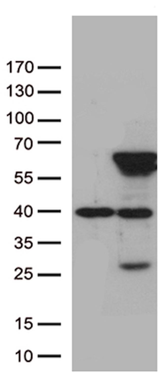 ZNF480 Antibody in Western Blot (WB)