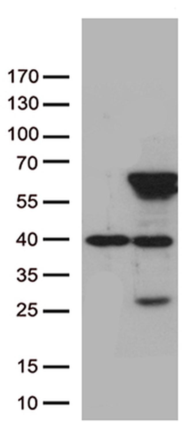 ZNF480 Antibody in Western Blot (WB)