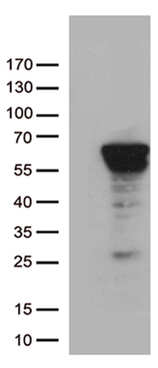 ZNF480 Antibody in Western Blot (WB)