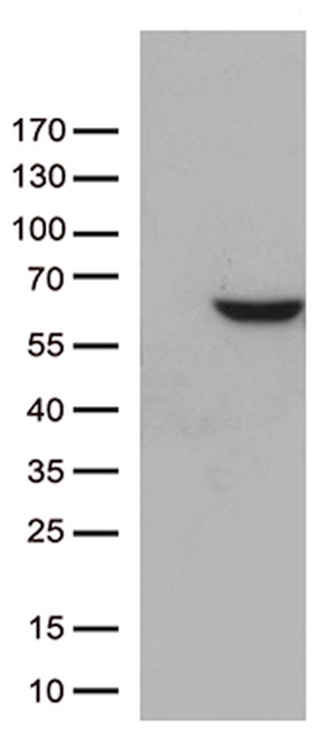 ZNF480 Antibody in Western Blot (WB)