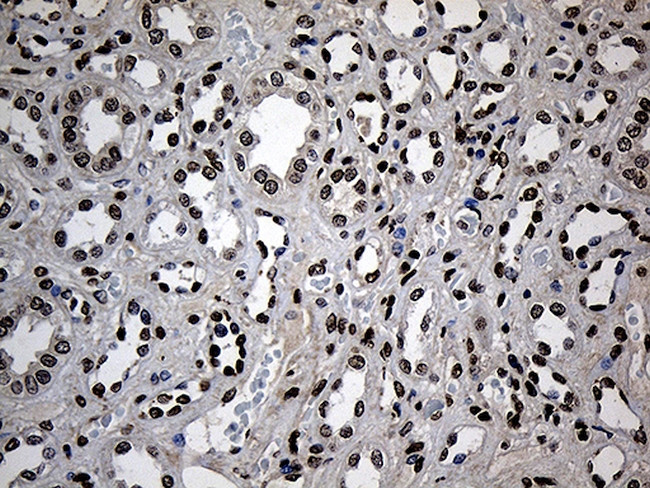 ZNF558 Antibody in Immunohistochemistry (Paraffin) (IHC (P))