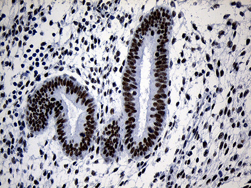 ZNF670 Antibody in Immunohistochemistry (Paraffin) (IHC (P))