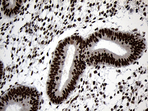 ZNF670 Antibody in Immunohistochemistry (Paraffin) (IHC (P))
