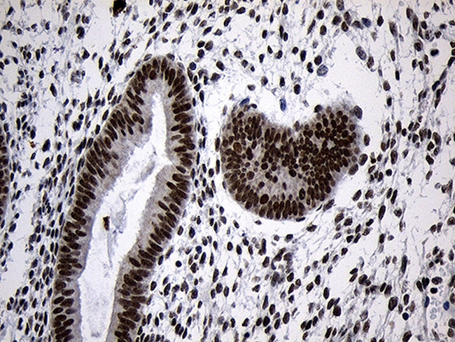 ZNF670 Antibody in Immunohistochemistry (Paraffin) (IHC (P))