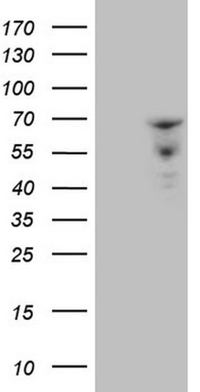 ZNF79 Antibody in Western Blot (WB)