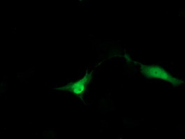 ZNRD1 Antibody in Immunocytochemistry (ICC/IF)