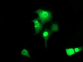 ZSCAN18 Antibody in Immunocytochemistry (ICC/IF)