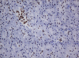 ZSCAN18 Antibody in Immunohistochemistry (Paraffin) (IHC (P))