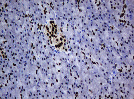 ZSCAN18 Antibody in Immunohistochemistry (Paraffin) (IHC (P))