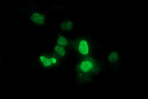 ZSCAN21 Antibody in Immunocytochemistry (ICC/IF)