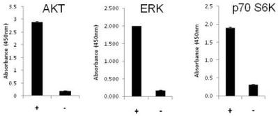 Multispecies AKT/ERK/p70 S6K Activation InstantOne™ ELISA Kit