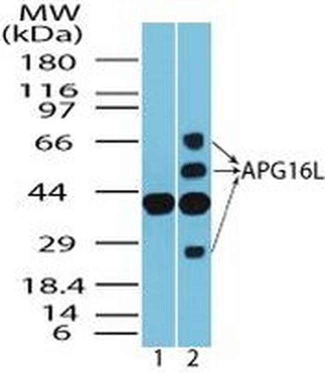 ATG16L1 Antibody in Western Blot (WB)