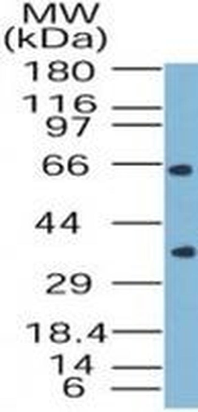 BAG4 Antibody in Western Blot (WB)