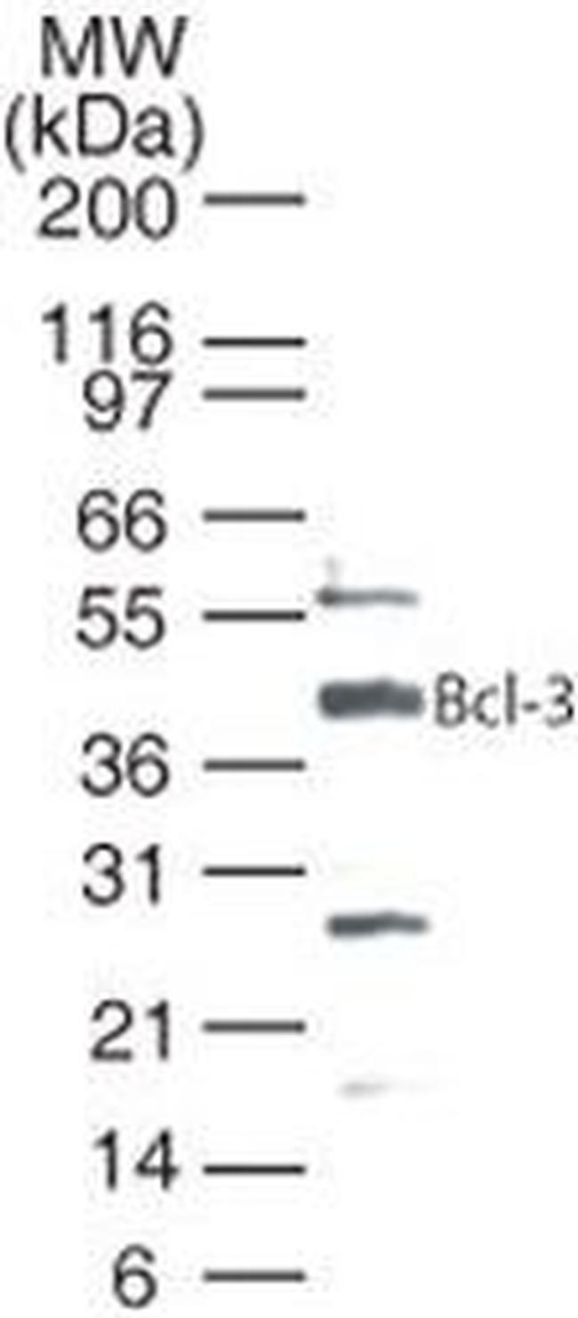 Bcl-3 Antibody in Western Blot (WB)