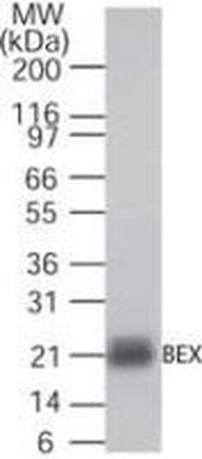 BEX1 Antibody in Western Blot (WB)