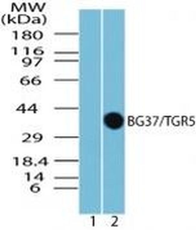 TGR5 Antibody in Western Blot (WB)