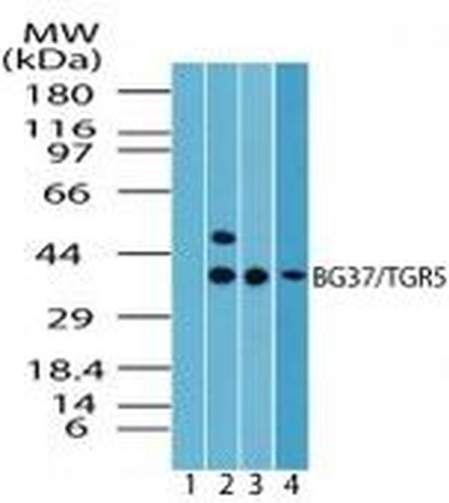 TGR5 Antibody in Western Blot (WB)